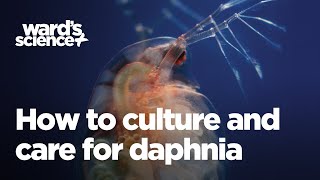 Caring and Culturing for Daphnia [upl. by Marcelia]