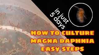 How to Culture Magna Daphnia Easily [upl. by Nadya94]