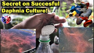 How to Culture Daphnia Successfully [upl. by Libre]