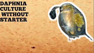 HOW TO CULTURE DAPHNIA NATURALLY WITHOUT A STARTER [upl. by Hollerman197]