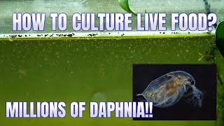 How to Culture Daphnia Secret Method to Breed MILLIONS  Simply Aquatic [upl. by Karole179]