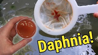 How I Culture Daphnia In Outdoor Tubs [upl. by Philippine]