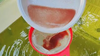 How to culture daphnia  Daphnia culture  How to grow daphnia outdoor [upl. by Htevi]