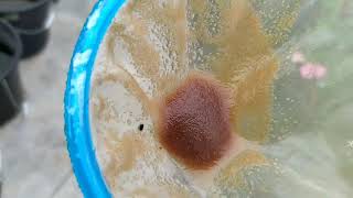 How to culture daphnia moina in a small container Part 1 English Subtitle [upl. by Merrielle]