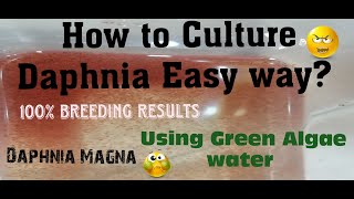 Daphnia MagnaHow to Culture Daphnia Easy wayCulturing Daphnia using Green water Daphnia [upl. by Bilat]