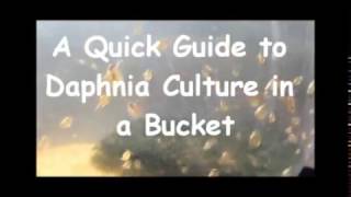 How to culture daphnia outside [upl. by Ahsienod]