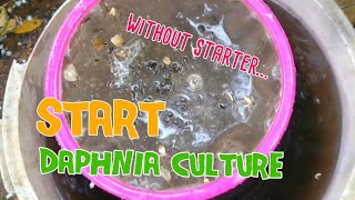 How to culture daphnia moina the easy way 1  Starting the Daphnia culture [upl. by Bergwall]