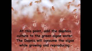 Daphnia  How to grow daphnia in your home [upl. by Nailimixam71]