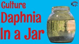 How to Culture Daphnia in a Jar [upl. by Arihsan]