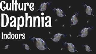 How to Culture Daphnia [upl. by Lon]