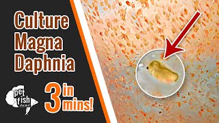 How to culture DAPHNIA MAGNA  The easy way [upl. by Elleimac]