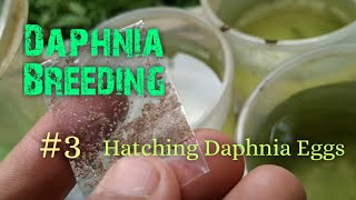 Daphnia Culture made simple and easy 3  Hatching Daphnia eggs [upl. by Dobb]