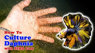 How to Culture Daphnia with ZERO Cost  Unlimited Live Food For Our Fish [upl. by Chita]