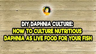 DIY Daphnia Culture How to Culture Nutritious Daphnia as Live Food for Your Fish [upl. by Onileva570]