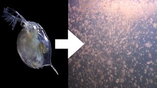 How I Culture Daphnia [upl. by Gard]