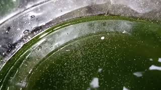 DAPHNIA MOINA CULTURE IN A SMALL BUCKET [upl. by Adebayo]