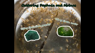 How To Culture Daphnia and Moinas using Green Water Spirulina powder [upl. by Holsworth]