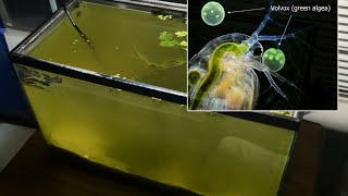 Raising Daphnia for the Freshwater Aquarium [upl. by Ronnholm]