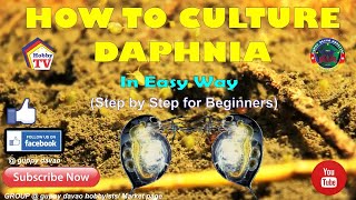 HOW TO CULTURE DAPHNIA In Easy Way [upl. by Cirdes]